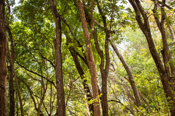 homogen forest in sunny day at nature preserve