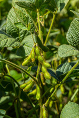 In the middle of the summer on a farm field growing soybeans