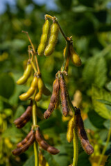 Soybean pods on soybean plantation, on blue sky background, close up. Soy plant. Soy pods. Soybean field