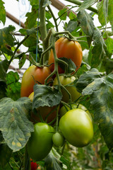 Ripe red and green tomatoes hanging on tomato tree in the garden
