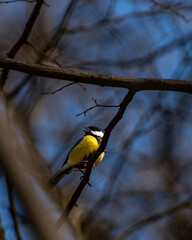 Great tit on a branch