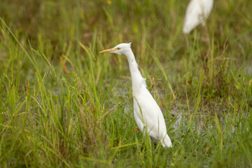 An egret walking on the ground