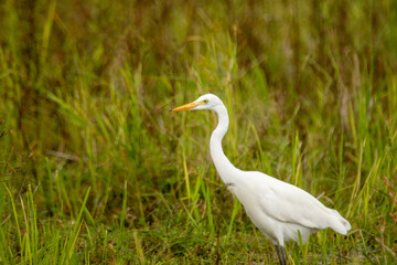 An egret walking on the ground