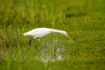 An egret walking on the ground