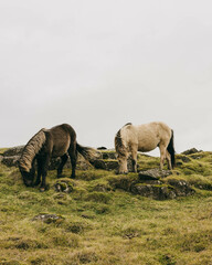 Fototapeta na wymiar Caballo Islandés pastando en la pradera