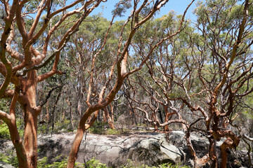 Gumtree, Spit to Manly Walk, Manly Harbour, Sydney, NSW, Australia