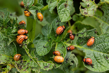 Colorado potato beetle - Leptinotarsa decemlineata on potato bushes. Pest of plants and...