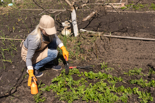 Picking spinach in a home garden. Bio spanach