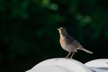 blackbird on a fence