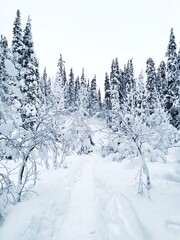 Obraz premium Tall snow-covered fir trees on the way to the top of Volosyanaya mountain, Kandalaksha, Kola Peninsula, Murmansk region. Winter northern landscape. Forest in deep snow.
