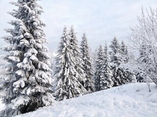 Fototapeta premium Winter landscape with snow-covered fir trees.