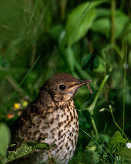 female blackbird in grass