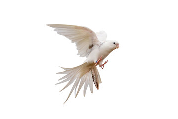 Cacatuidae parrot flying isolated on transparent background png file