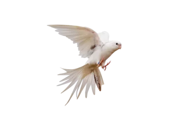 Rolgordijnen Cacatuidae parrot flying isolated on transparent background png file © Passakorn