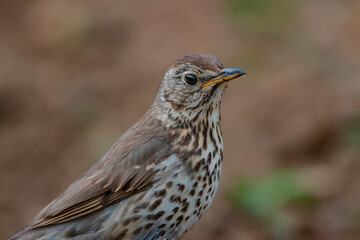 Mistle Thrush
