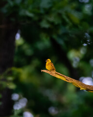 bird on a branch