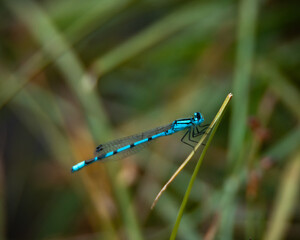 blue dragonfly on a grass