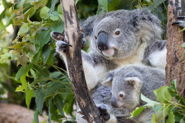 Obraz premium koala in a tree
