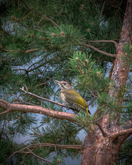 Green woodpecker