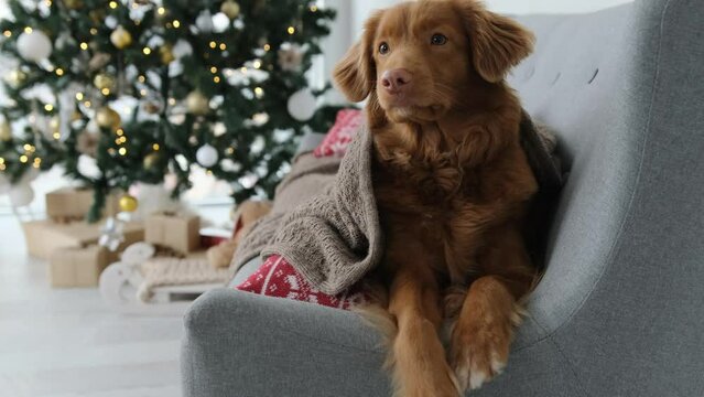 Toller retriever dog in Christmas time lying on sofa under pleid in room with festive Xmas tree and lights on background. Purebred doggy pet on New Year holidays