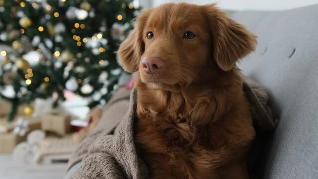 Toller retriever dog in Christmas time lying on sofa under warm pleid in room with festive Xmas tree and lights, Purebred doggy pet resting on New Year holidays