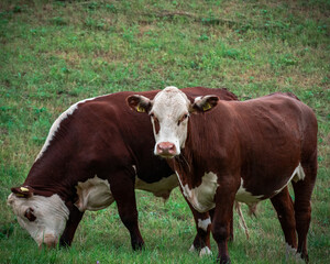 Fototapeta na wymiar cows in a field