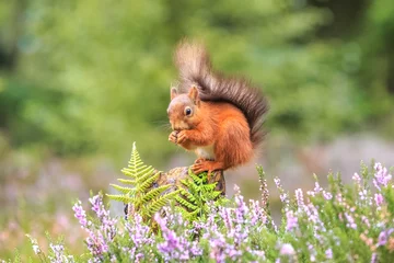 Foto op Plexiglas Red squirrel in the forest © Michael Conrad