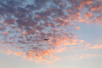 Flying birds in the sky