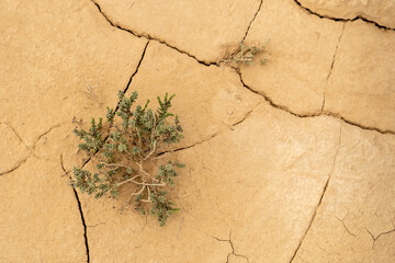 Deserted and cracked soil due to climate change and global warming