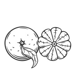 Mandarins line icon vector illustration. Hand drawn outline group of fresh peeled tropical fruit and citrus with peel and leaf, top view of round whole orange tangerines, clementines or mandarins