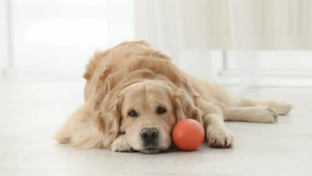 Golden retriever dog with orange toy lying on floor and looking at camera. Purebred pet doggy labrador at home