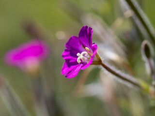 Obraz premium flower in the forest