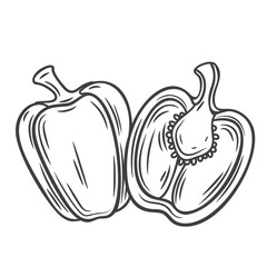 Whole bell pepper and cut in half line icon vector illustration. Hand drawn outline slice of paprika and whole vegetable, sliced vegetarian food ingredient with seeds and stem, capsicum pepper