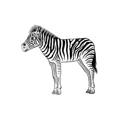 vector drawing sketch of animal, hand drawn zebra , isolated nature design element