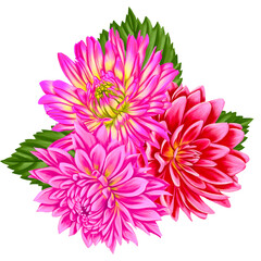 drawing bouquet of pink dahlia flowers with green leaves isolated at white background , hand drawn botanical illustration