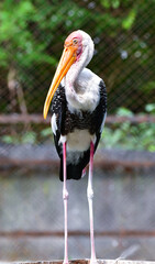 white stork ciconia