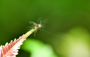 caterpillar on a leaf