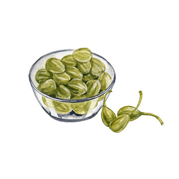 watercolor drawing capparis in glass bowl at white background, green caper shrubs , caperbushes,,hand drawn illustration