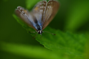 Moth on leaf