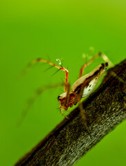 Spider on a Branch