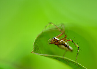 spider on leaf
