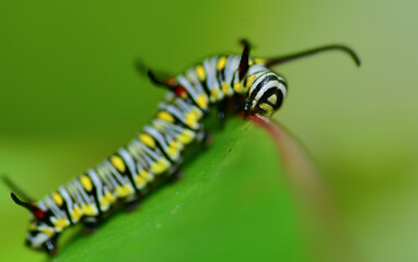 caterpillar on leaf
