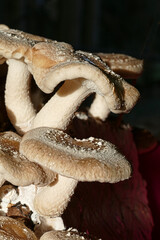 Shi Take mushrooms isolated against dark background