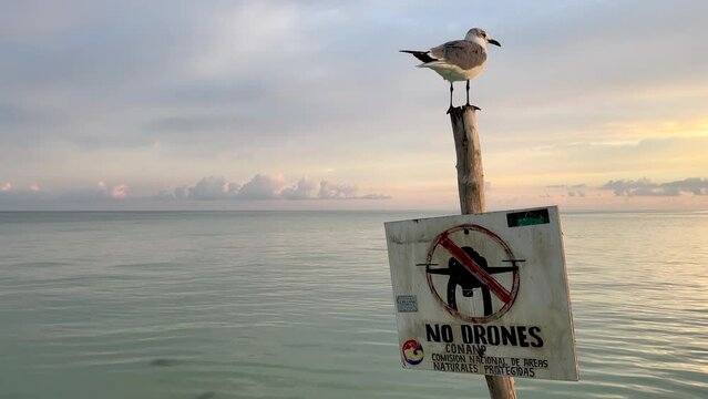 A bird seagull sitting on a "no drones" sign in the middle of the sea. seagull in the middle of the ocean. sunrise in a Mexican beach. Cancun Mexico. South America waters. sea bird on the sign