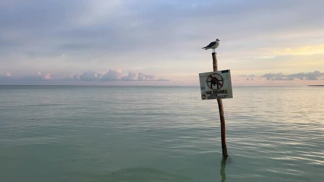 seagull sits on a "no drones" birds in background sign in the middle of the sea. bird in the middle of the ocean. sun rise in a Mexican beach. Cancun Mexico. south America waters. sea bird on sign