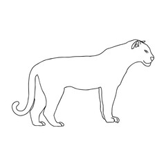 Tiger or panther simple continuous line art drawing. One line. Hand-drawn modern vector minimalist illustration isolated on white. For greeting cards, children colouring book and seasonal design.
