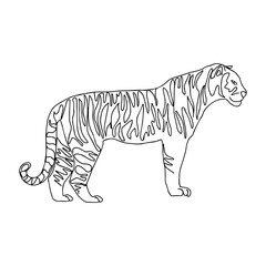 Tiger continuous line art drawing. One line. Hand-drawn modern vector minimalist illustration isolated on white. Simple design. For greeting cards, children colouring book and seasonal design.