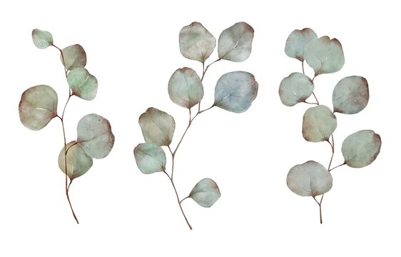 Set of watercolor eucalyptus branches with leaves isolated on white background. Delicate botanical illustration design elements collection. 