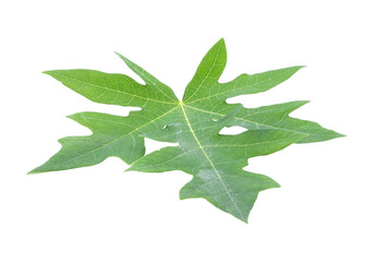 papaya Leaf isolated  transparent png