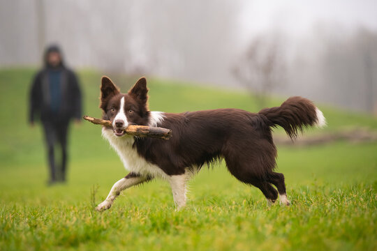Beautiful young happy brown Border Collie pure breed dog with tree stick in mouth, fetching a stick practice with owner in green outdoor park.